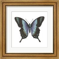 Framed Butterfly Botanical I