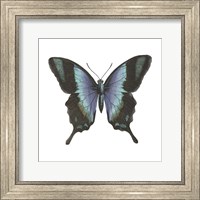Framed Butterfly Botanical I