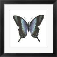 Butterfly Botanical I Framed Print