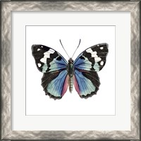 Framed Butterfly Botanical II