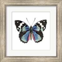 Framed Butterfly Botanical II