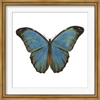 Framed Butterfly Botanical III