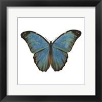 Framed Butterfly Botanical III