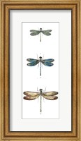 Framed Dragonfly Study I