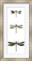 Framed Dragonfly Study II