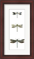 Framed Dragonfly Study II