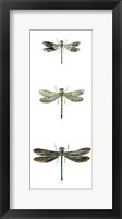 Dragonfly Study II Framed Print