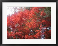 Framed Red Tree