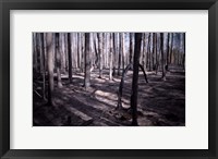 Framed San Bernardino Burned Forest