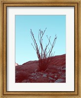 Framed Desert Plant