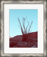 Framed Desert Plant