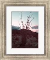 Framed Desert Plants And Sunset