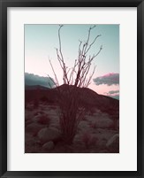 Framed Desert Plants And Sunset