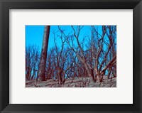 Framed Burned Trees And A Sky