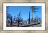 Framed Burned Trees In California