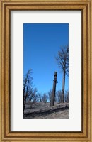 Framed Burned Trees 1