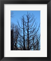 Framed Burned Trees 2