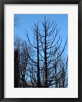 Framed Burned Trees 2