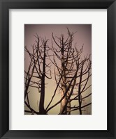 Framed Burned Trees 3