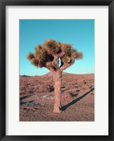Framed Joshua Tree