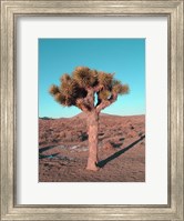 Framed Joshua Tree