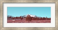 Framed Mammoth Mountain