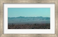 Framed Joshua Trees