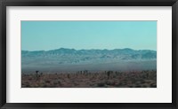 Framed Joshua Trees