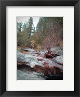 Framed Sierra Nevada Forest 1