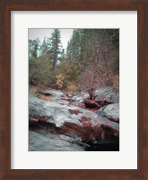 Framed Sierra Nevada Forest 1