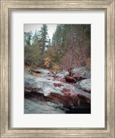 Framed Sierra Nevada Forest 1