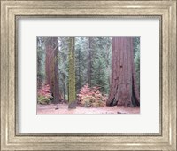 Framed Sequoia Trees