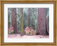 Framed Sequoia Trees