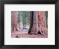 Framed Sequoia Trees 1