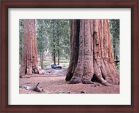 Framed Sequoia Trees 1
