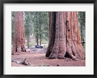 Framed Sequoia Trees 1