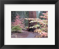 Framed Sequoia Trees 2