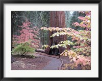 Framed Sequoia Trees 2