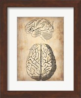 Framed Vintage Brain Anatomy