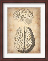 Framed Vintage Brain Anatomy