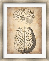 Framed Vintage Brain Anatomy