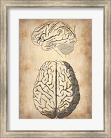 Framed Vintage Brain Anatomy