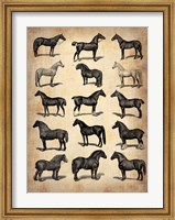 Framed Vintage Horses Collection