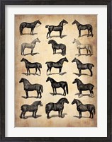 Framed Vintage Horses Collection