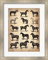 Framed Vintage Horses Collection