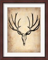 Framed Vintage Deer Scull