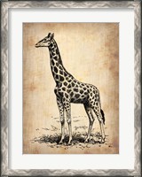 Framed Vintage Giraffe