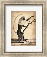 Framed Vintage Monkey