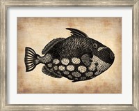 Framed Vintage Fish