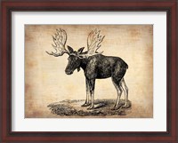 Framed Vintage Moose
